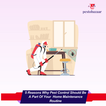 5 Reasons Why DIY Pest Control Should Be A Part of Your Home Maintenance | Pestobazaar