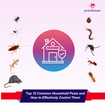Top 10 Common Household Pests and How to Effectively Control Them
