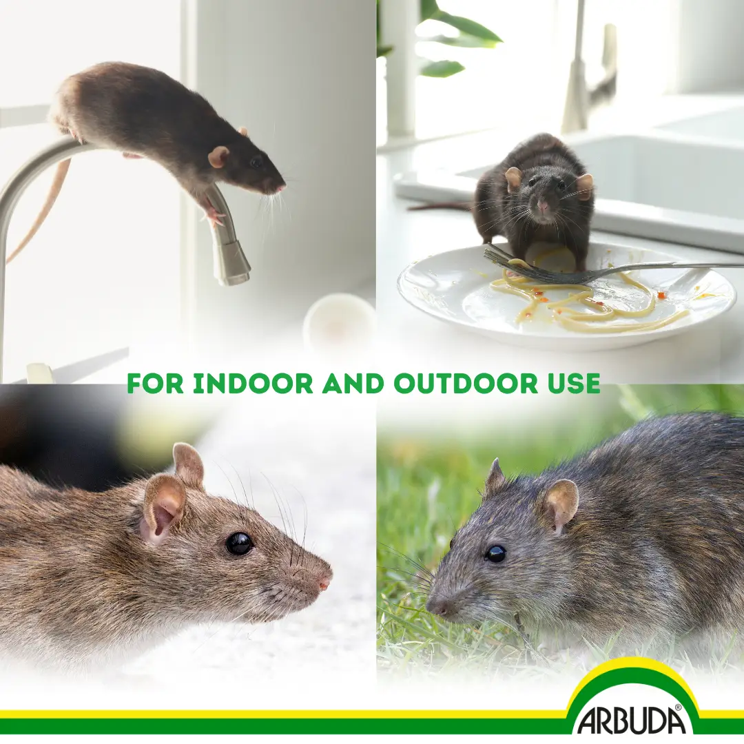 Rodol Rat Cake (Pack of 3)