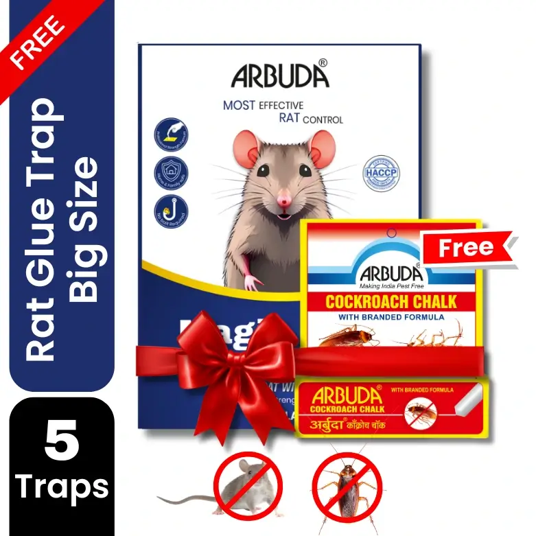 Magic Leaf Rat Glue Trap Big Size (Pack of 5) + Free Arbuda Cockroach Chalk