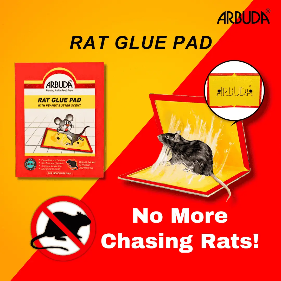 Rat Glue Pad